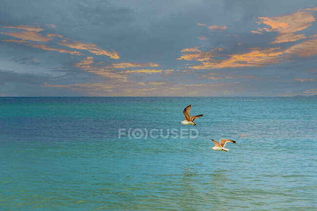 Dos gaviotas volando sobre el mar, Bulgaria - foto de stock