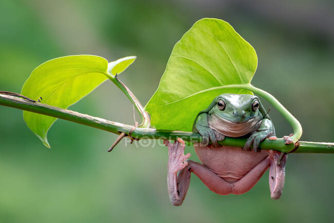 Australian white tree frog on a branch, Indonesia — Stock Photo