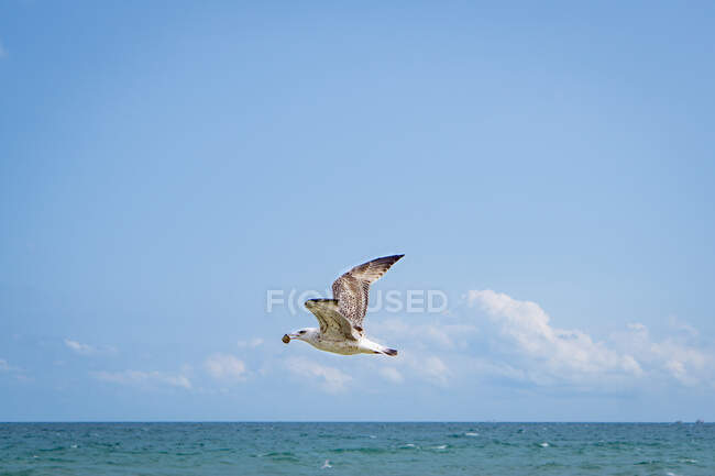 Чайка летить над морем і несе їжу на спині (Болгарія). — стокове фото