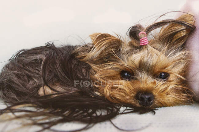 Close-Up of a Yorkshire terrier lying on a sofa — Stock Photo