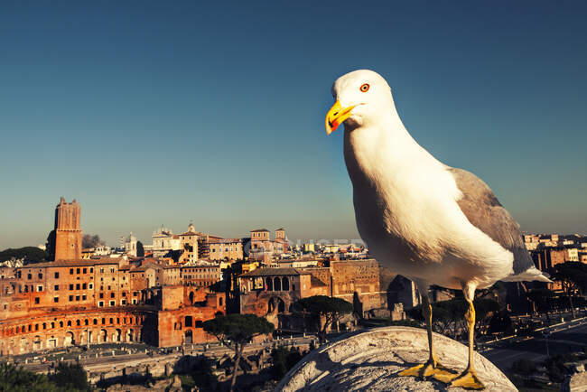 Чайка стоит на здании в Риме, Лацио, Италия — стоковое фото