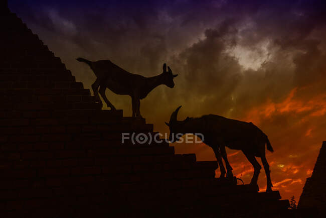 Силуэт двух коз на ступеньках на закате, Польша — стоковое фото