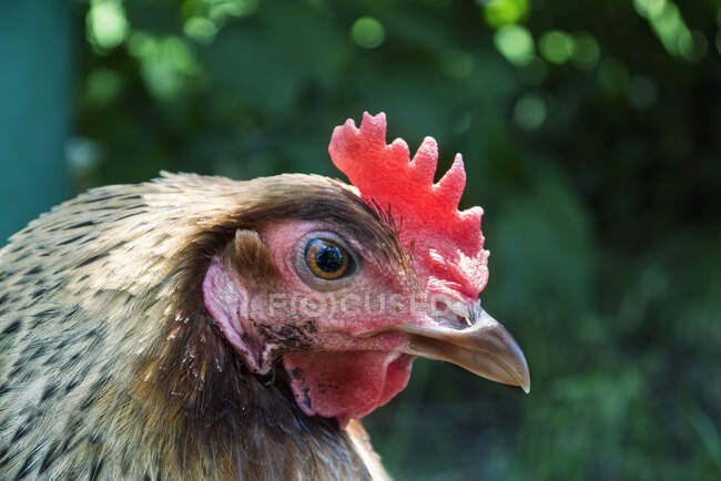 Retrato de cerca de un pollo, Polonia - foto de stock