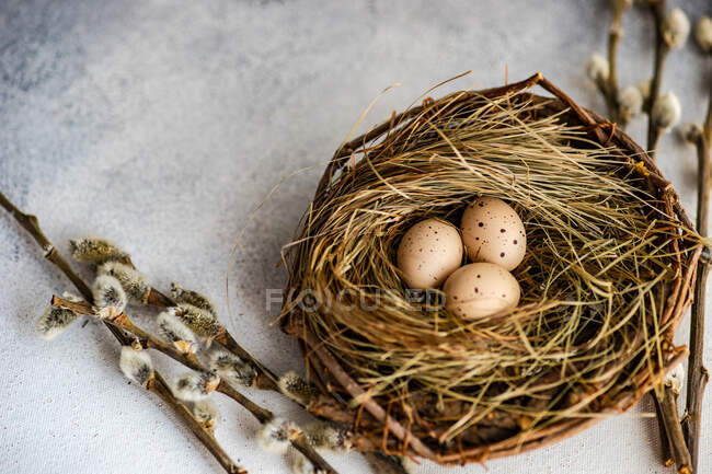 Пасхальне яйце в пташиному гнізді з гілками верби — стокове фото