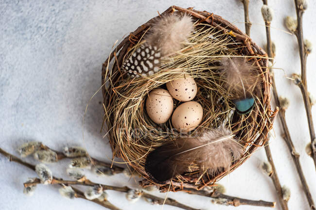 Декорация пасхальных яиц в птичьем гнезде с ивовыми ветвями — стоковое фото