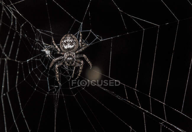 Primer plano de una araña en la tela de una araña - foto de stock