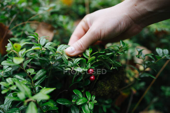 Nahaufnahme einer Person, die im Wald frische Beeren pflückt, Russland — Stockfoto