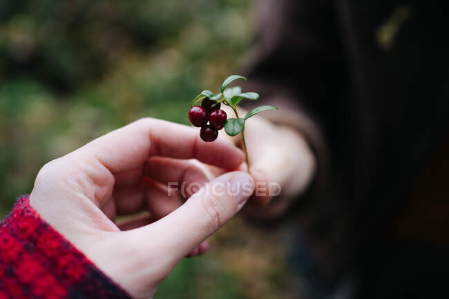 Close-Up of a person giving a stem with berries to another person, Russia — Stock Photo