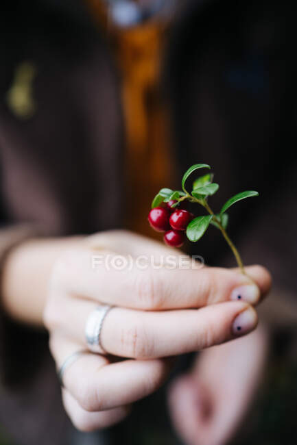 Nahaufnahme der Hand einer Frau, die einen Zweig mit Beeren hält, Russland — Stockfoto