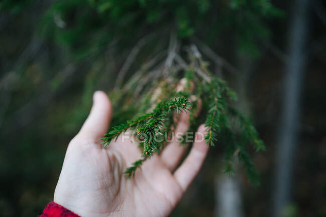Close-up de uma pessoa em pé na floresta tocando um ramo de abeto, Rússia — Fotografia de Stock