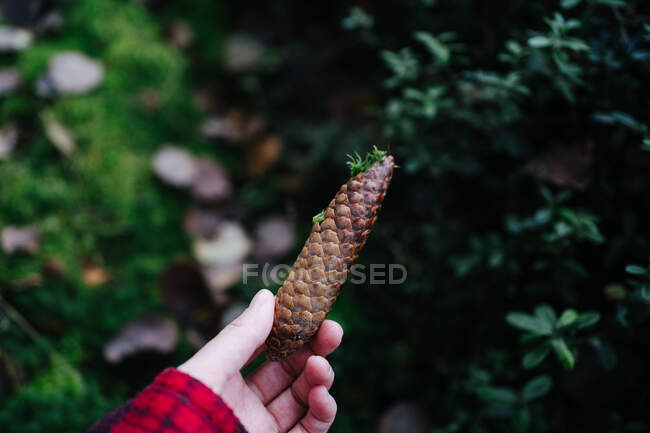 Close-up de uma pessoa em pé na floresta segurando um pinecone, Rússia — Fotografia de Stock