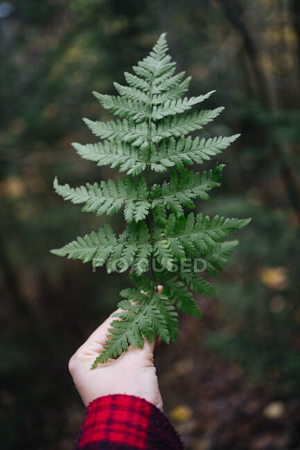 Close-up of a person standing in the forest holding a fern frond, Russia — Stock Photo