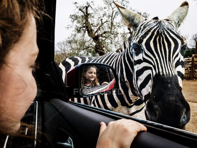 Lächelndes Mädchen, das durch ein offenes Autofenster auf ein Zebra blickt — Stockfoto
