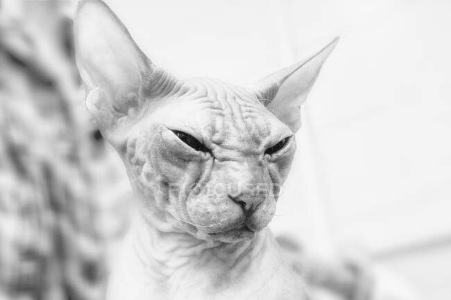 Портрет кота Сфінкса — стокове фото