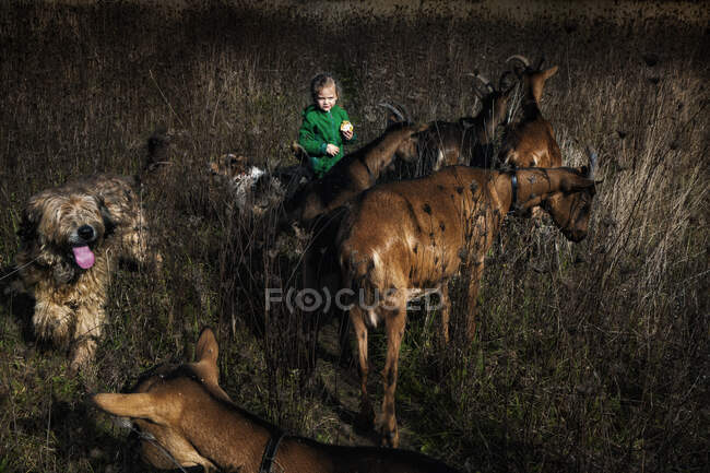 Дівчина стоїть на полі зі своїм собакою і козлами (Польща). — стокове фото