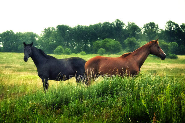 Zwei Pferde stehen auf einem Feld, Polen — Stockfoto