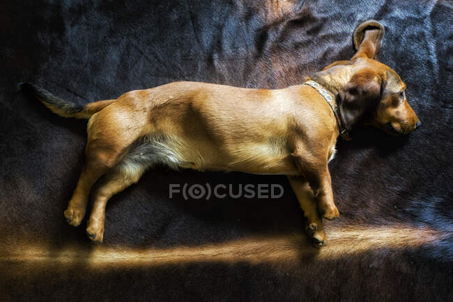 Overhead view of a dog sleeping on a rug — Stock Photo