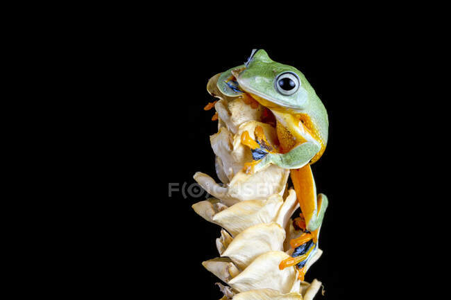 Javan tree frog front view on a dried flower, Indonesia — Stock Photo