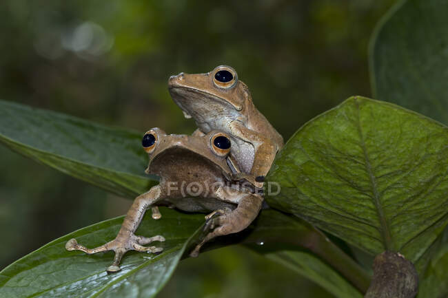 Две лягушки Polypedates otilophus сидят на листе, Индонезия — стоковое фото