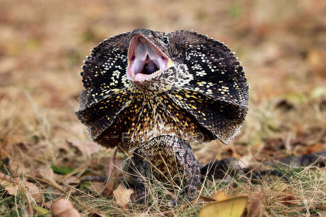 Frill-necked Lizard hissing, Indonesia — Stock Photo