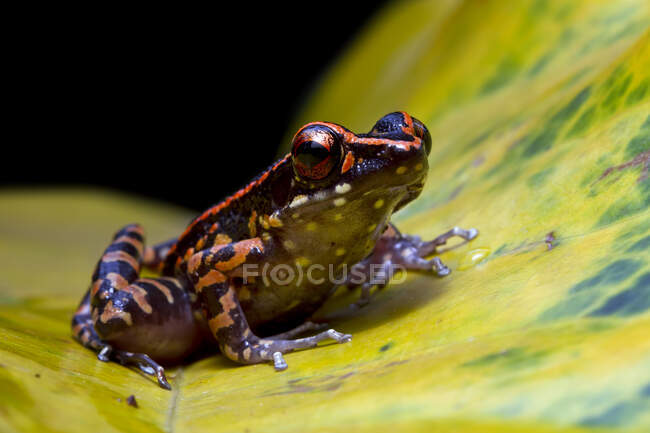 Hylarana picturata Frosch sitzt auf einem Blatt, Indonesien — Stockfoto