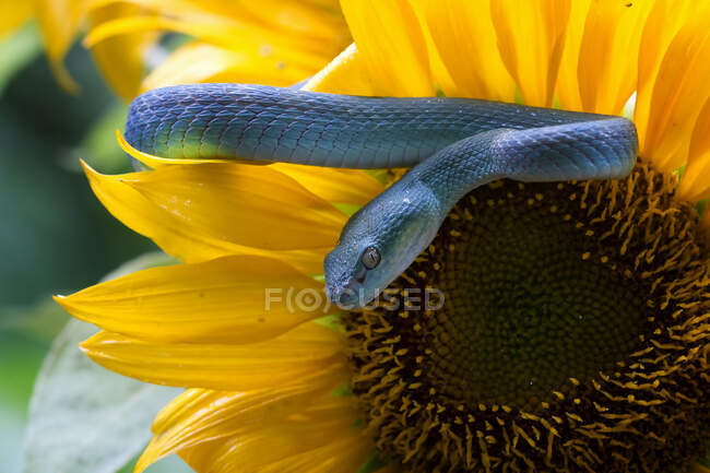 Blaue Vipernatter auf einer Sonnenblume, Indonesien — Stockfoto