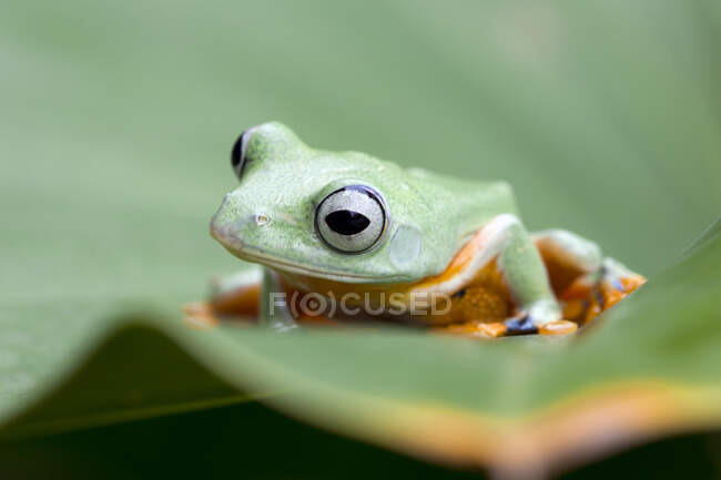 Яванова жаба на листі (Індонезія). — стокове фото