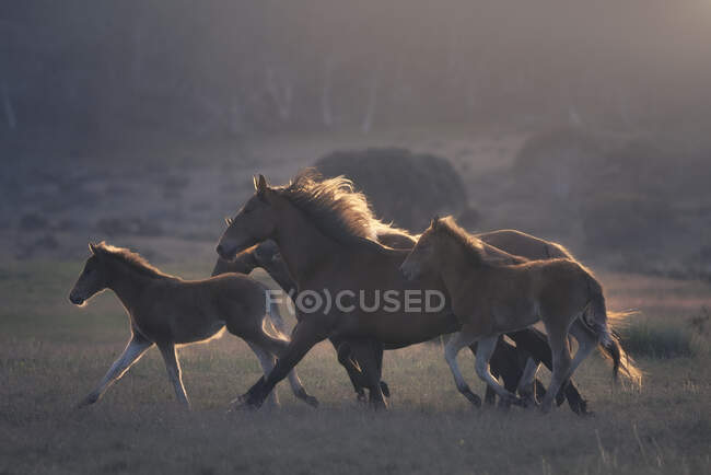 A herd of wild horses running across alpine pasture, Australia — Stock Photo