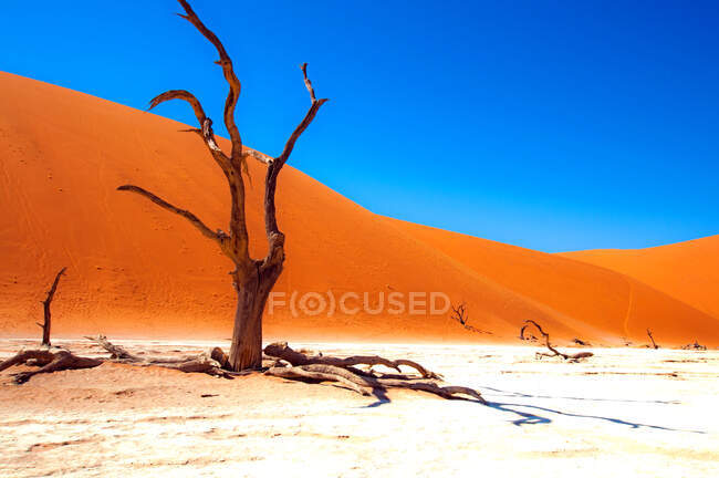 Toter Baum vor einer großen Sanddüne in der Wüste, Sossusvlei, Namib Naukluft National Park, Namibia — Stockfoto
