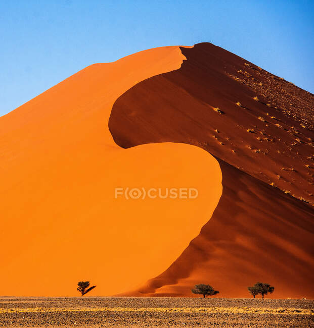 Árvores em frente a uma duna de areia gigante, Sossusvlei, Namib Naukluft National Park, Namíbia — Fotografia de Stock