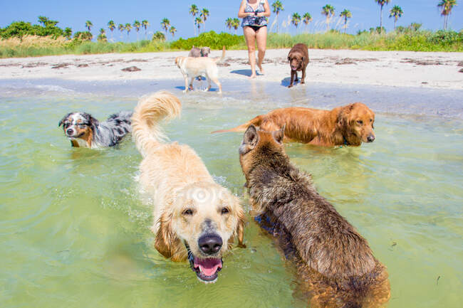 Femme jouant sur la plage avec sept chiens, Floride, USA — Photo de stock