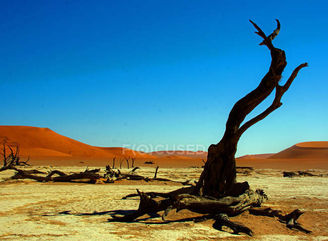 Toter Baum vor einer großen Sanddüne in der Wüste, Sossusvlei, Namib Naukluft National Park, Namibia — Stockfoto