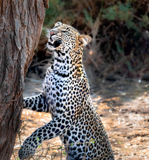 Портрет леопарда, який шукає дерево Зімбабве. — стокове фото