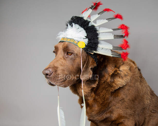 Portrait of a chocolate labrador dog wearing a native American headdress — Stock Photo