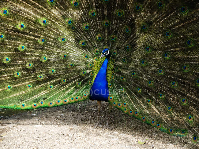Portrait of a peacock, Italy — Stock Photo