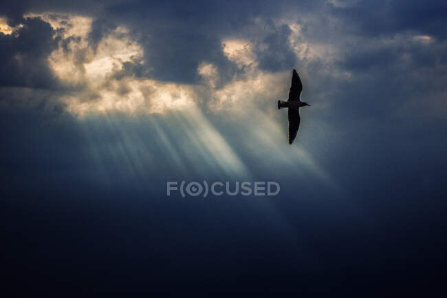 Silhouette of a bird flying in sky and sunlight flooding through clouds — Stock Photo