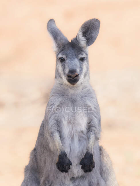Retrato de un wallaroo, Australia - foto de stock