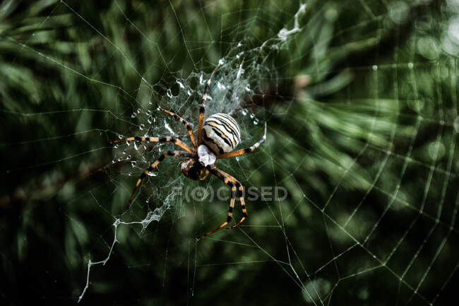 Nahaufnahme einer Spinne im Spinnennetz, Polen — Stockfoto