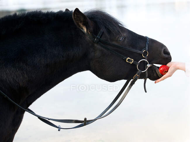 La mano de una mujer dándole una manzana a un caballo - foto de stock