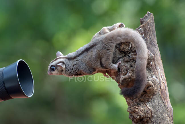 Curious sugar glider looking at a camera lens, Indonesia — Stock Photo