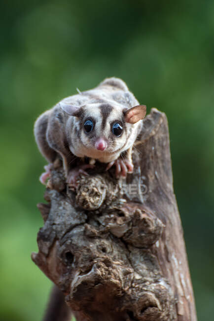 Portrait of a sugar glider on a tree, Indonesia — Stock Photo
