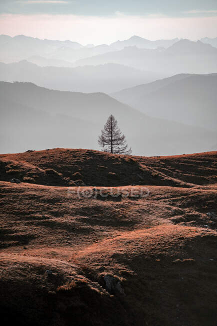 Arbre solitaire dans un paysage alpin automnal, Filzmoos, Salzbourg, Autriche — Photo de stock