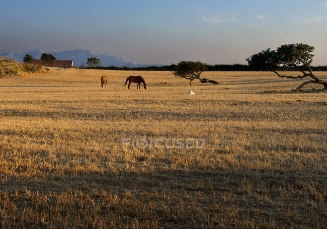 Deux chevaux et un chien dans une prairie, Sardaigne, Italie — Photo de stock
