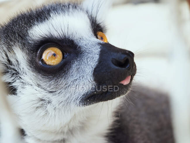 Retrato de um lémure — Fotografia de Stock