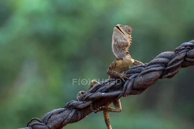 Dragão da floresta fêmea em um ramo na selva, Indonésia — Fotografia de Stock