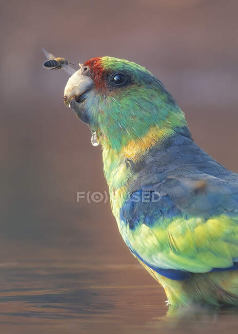 Portrait of a honey bee hovering by a Mallee ringneck standing in a river, Australia — Stock Photo