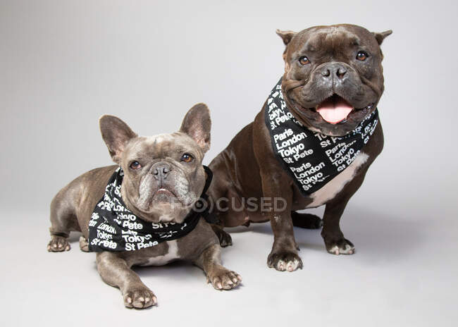 Ritratto di due bulldog francesi che indossano sciarpe al collo — Foto stock