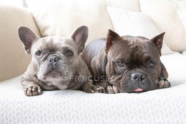 Портрет двох французьких бульдогів, що лежать на дивані. — стокове фото