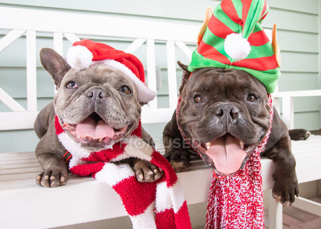 Retrato de dos bulldogs franceses con sombreros y bufandas de Navidad en un banco - foto de stock