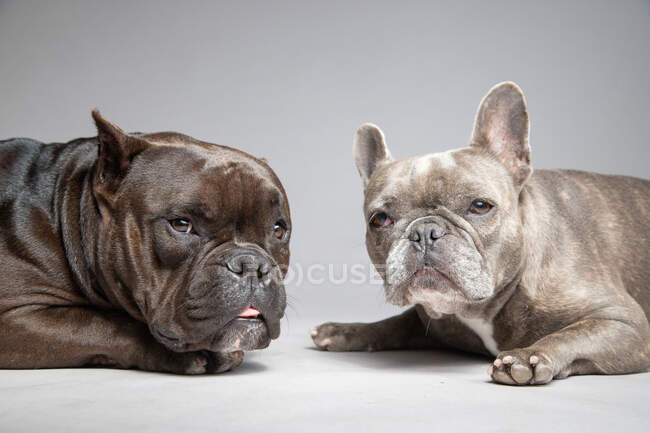Retrato de dois bulldogs franceses deitados no chão — Fotografia de Stock
